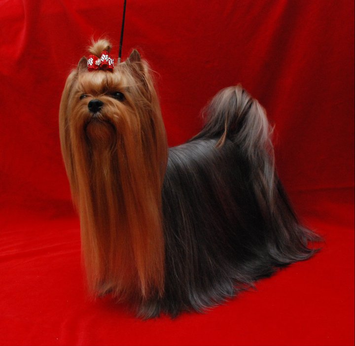  CRYSTAL FAIRY STRIBRNE PRANI &mdash; Labaza DogPedigree YorkshireTerrier